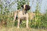 BULLMASTIFF 233